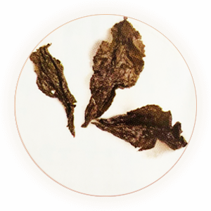 Inherited illustration of infused Bai Ya Qi Lan leaves