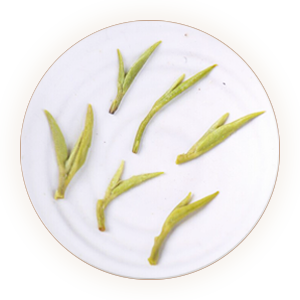 An inherited reference photograph of infused Biluochun buds and leaves