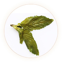 Inherited reference illustration for Mint Leaf Tea infused leaves