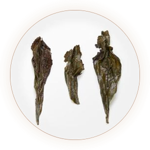 Three opened brown-green tea leaves on a white dish