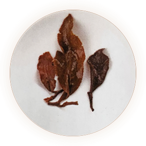 Inherited reference illustration for Oriental Beauty infused leaves