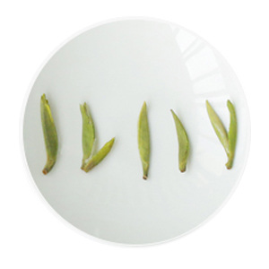 Inherited reference illustration for Emei Zhuyeqing infused leaves
