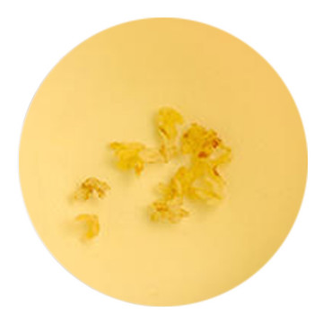 Inherited reference illustration for Osmanthus Tea infused flower material