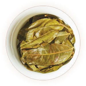 Inherited reference illustration for Huangpian Pu-erh infused leaves