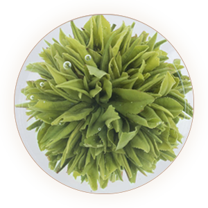Inherited reference illustration for Huangshan Lv Mudan infused leaves