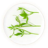 Inherited reference illustration for Jiaogulan Tea infused material