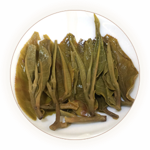 Inherited reference illustration for Laobanzhang Pu-erh infused leaves