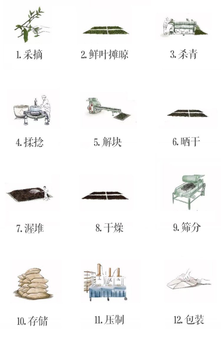 Original Chinese-labelled Luoshuidong Pu-erh process illustration