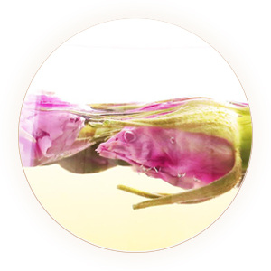 Inherited reference illustration for Pingyin Rose Tea infused material