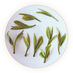 Inherited reference illustration for Shucheng Lanhua infused leaves