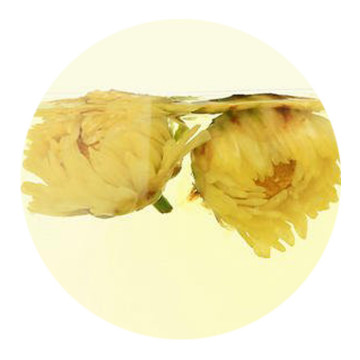 Inherited reference illustration for Taiju Chrysanthemum Buds infused material