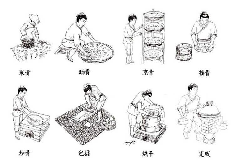 Eight-panel Chinese-labelled drawing of tea plucking, withering, cooling, shaking, heating, rolling and drying