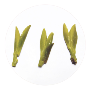 Inherited reference illustration for Yizheng Lüyangchun infused leaves