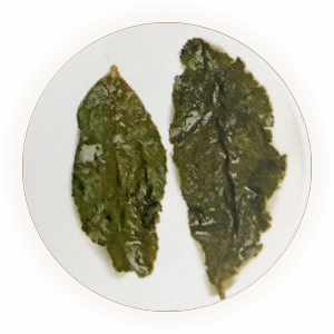 Inherited illustration of infused Yongchun Fo Shou leaves