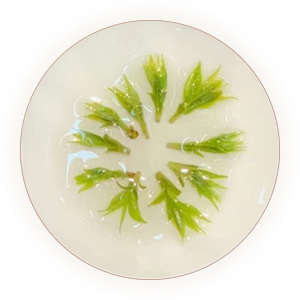 Inherited reference illustration for Yuqing Small-leaf Kuding infused material