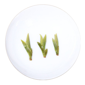 Inherited reference illustration for Yuexiang Longjing infused leaves
