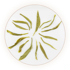 Inherited reference illustration for Ziyang Maojian infused leaves